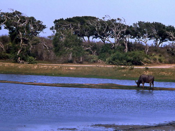 Sri Lanka, Yala, Tissamaharama, Priyankara Hotel